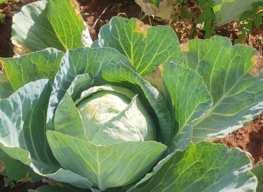 WhatsApp Image 2026-02-06 at 16.58.28